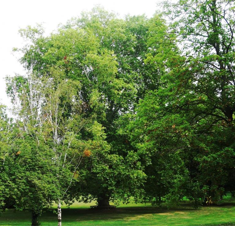 Um 1825 gepflanzte Platane - der drittgrößte Baum Deutschlands bezüglich des Kronendurchmessers